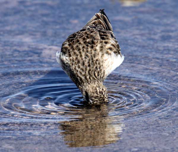 Which bird from North America is shown on this bad bird picture