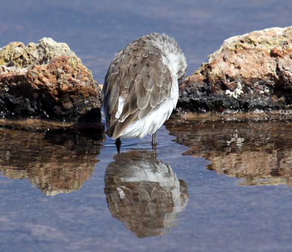 Bad bird pictures for training your bird identification skills.