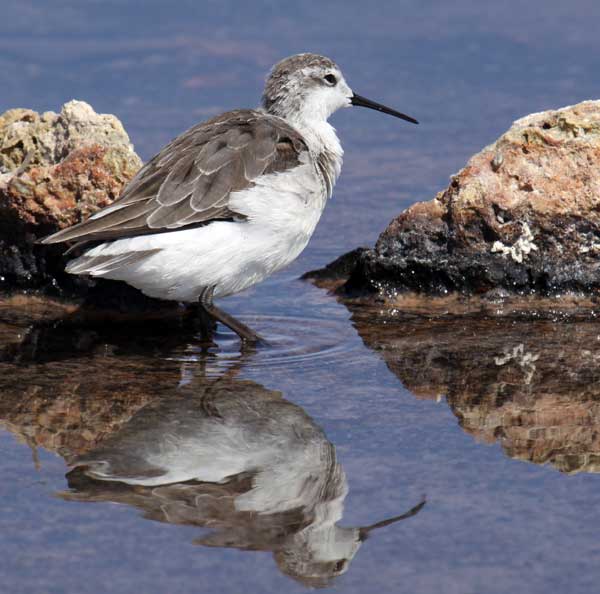 Good bird pictures for your identification of an unnown bird species from Chile during winter.